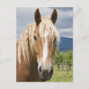 Light Brown Horse Postcard