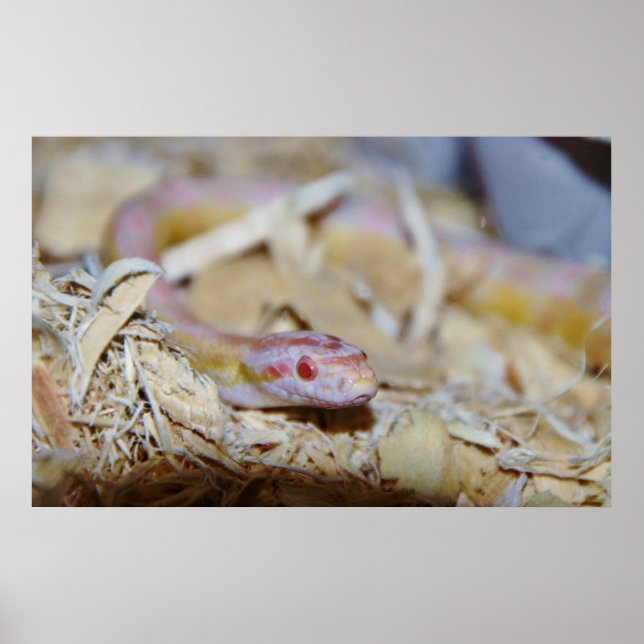 Light Coloured Corn Snake Poster (Front)