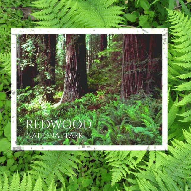 Light Filtering through Redwood Trees, Ferns  Postcard (Creator Uploaded)