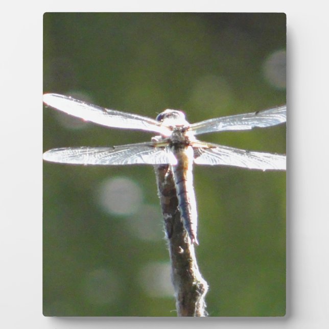 Light gray dragonfly plaque (Front)