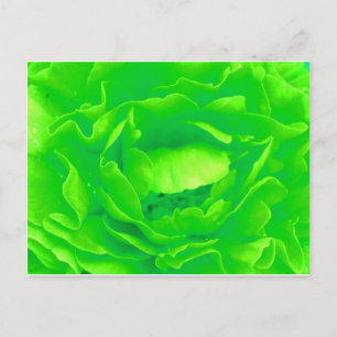 Light Green Rose Postcard- Customisable Postcard