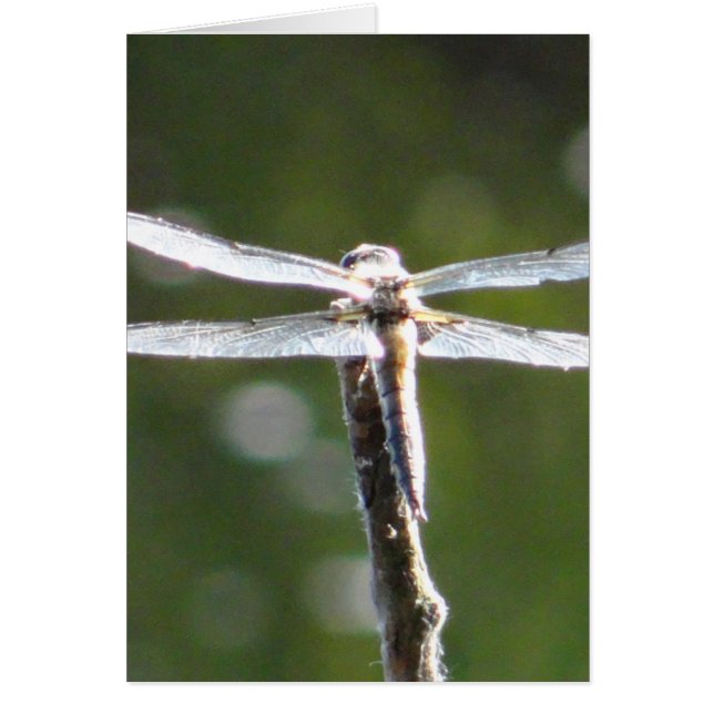 Light grey dragonfly (Front)
