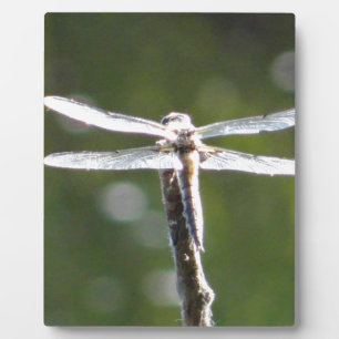 Light grey dragonfly plaque