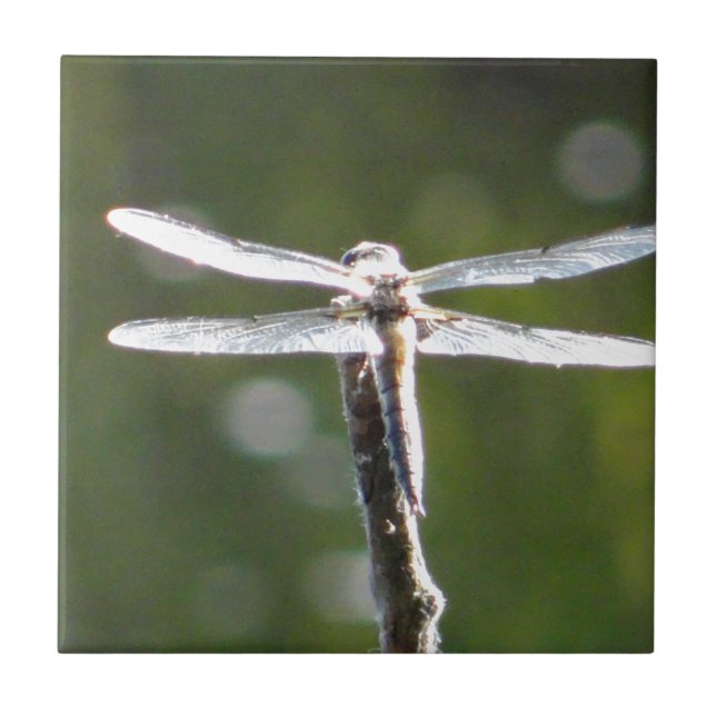 Light grey dragonfly tile (Front)