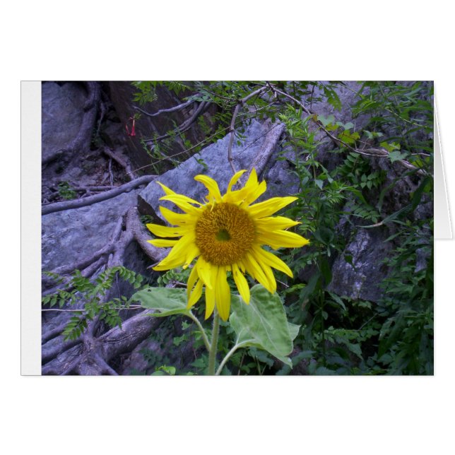 Light in darkness (Front Horizontal)