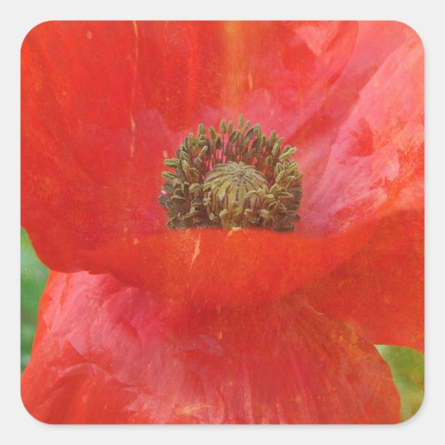 Light Leaks Red Poppy Square Sticker (Front)