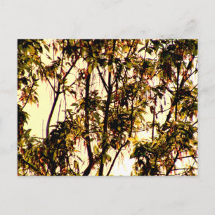 Light of Dawn thru Maple Leaves and Flowers Postca Postcard