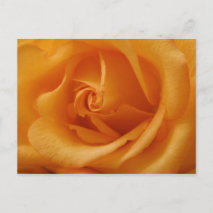 Light Orange Rose Postcard