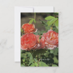 Light Peach Roses Card