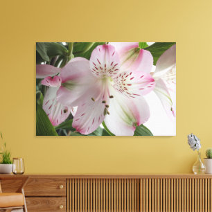 Light Pink Alstroemeria Canvas Print