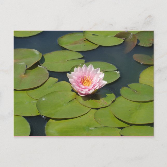 Light pink and Yellow Postcard (Front)