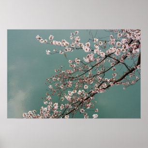 Light pink cherry blossoms on turquois background poster