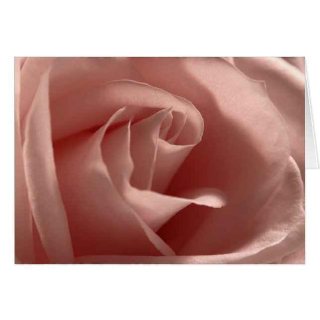 Light-Pink-Rose (Front Horizontal)