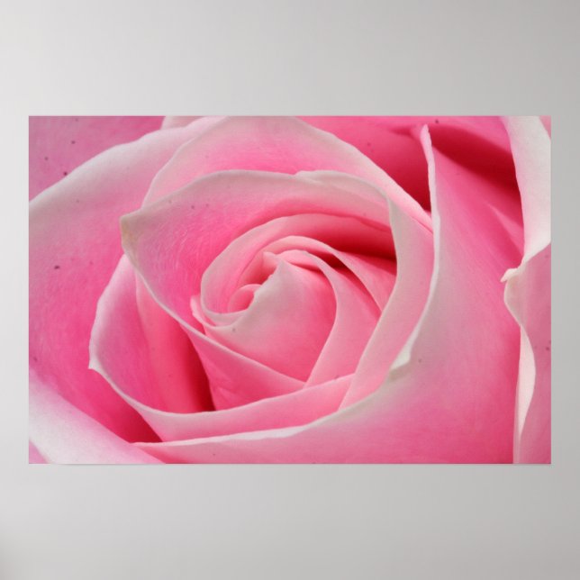 Light Pink Rose 01 Poster (Front)