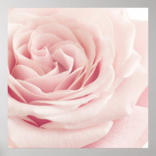 Light Pink Rose Flower - Roses Flowers Floral Poster