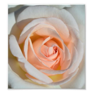 Light Pink Rose Photo Print