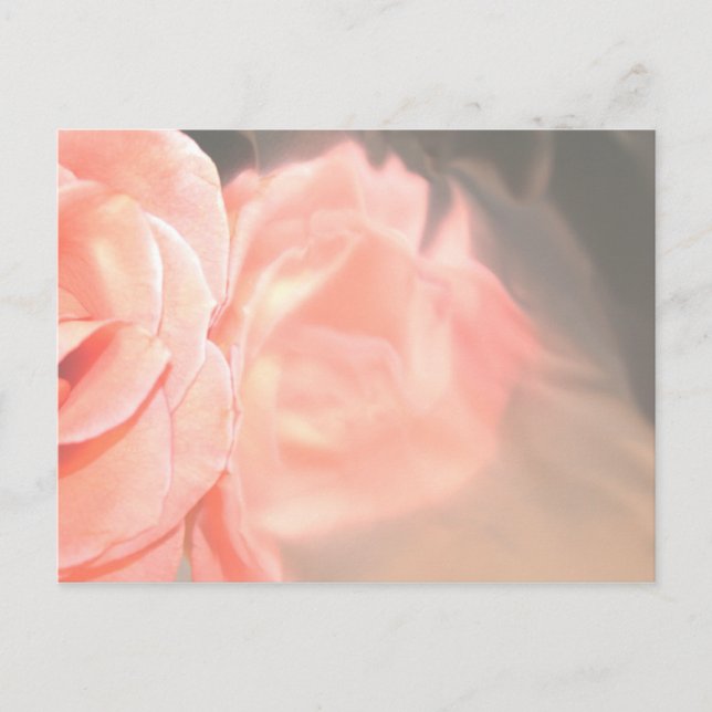 Light pink rose reflection in silver postcard (Front)