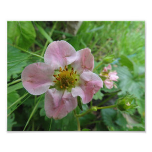 Light Pink Strawberry Blossom Floral  Photo