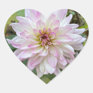 Light Pink Tipped Dahlia Heart Sticker