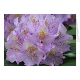 Light Plum Rhododendron in Spring