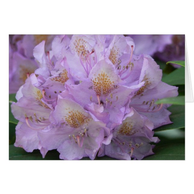 Light Plum Rhododendron in Spring (Front Horizontal)