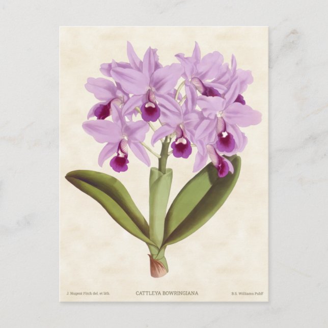 Light Purple Cattleya Orchid Vintage Botanical Postcard (Front)