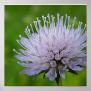 Light purple flower poster