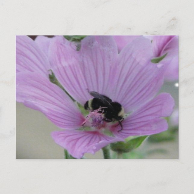 Light Purple Flower With Bee Postcard (Front)