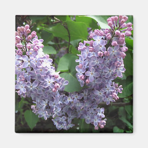 Light purple lilacs magnet