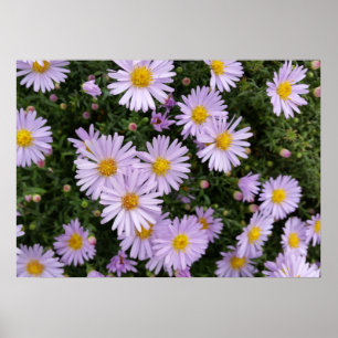 light purple poster