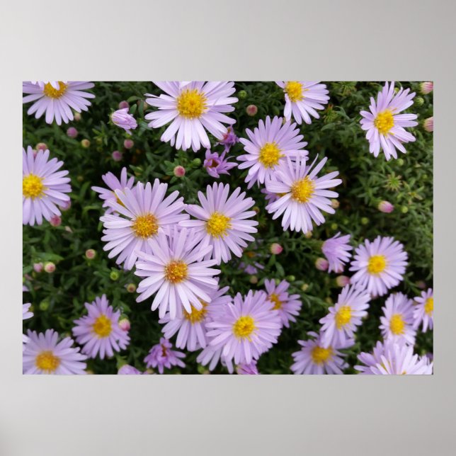 light purple poster (Front)