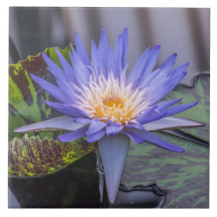 Light purple waterlily ceramic tile