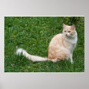 Light-Red Beauty Poster