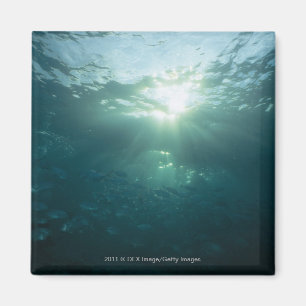 Light shining on coral reef and school of fish magnet