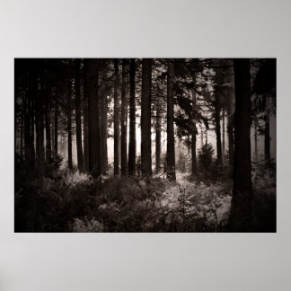 Light Shining Through a Dark Forest Poster