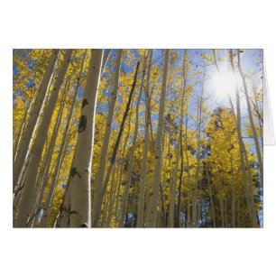 light through the Aspen's