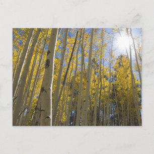 Light through the Aspen's Postcard