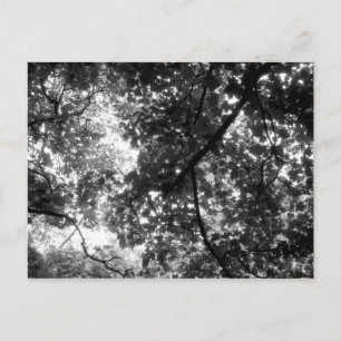 Light Through the Trees Postcard