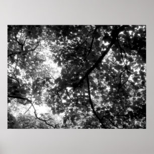 Light Through the Trees Poster