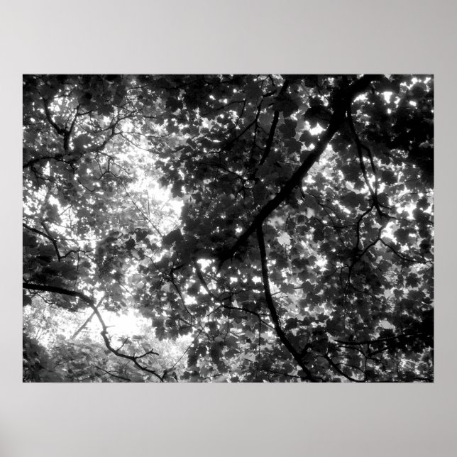 Light Through the Trees Poster (Front)