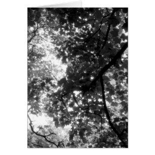 Light Through the Trees - Vertical