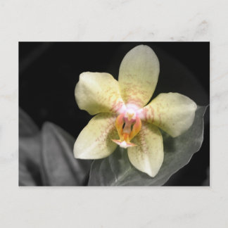 Light Yellow Orchid Postcard