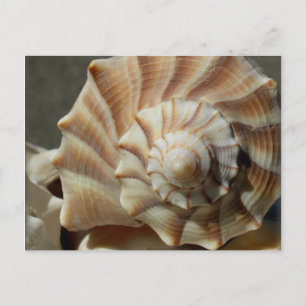 Lighting Whelk Shell Photography Postcard