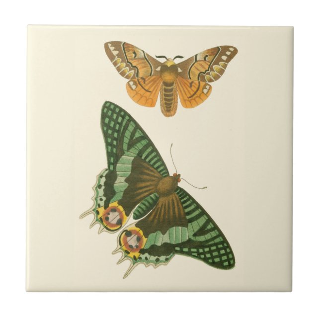 Lightly Bordered Butterfly Painting Ceramic Tile (Front)