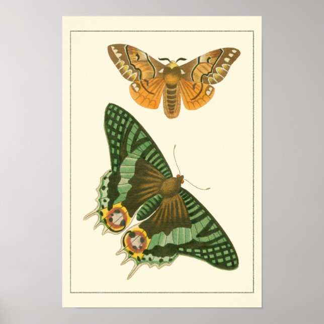 Lightly Bordered Butterfly Painting Poster (Front)