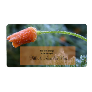 Lightly Frosted Orange California Poppy