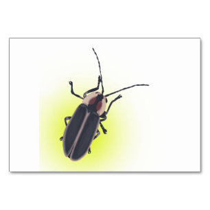 Lightning Bug, Firefly, Insect Reading Flashcards Table Number