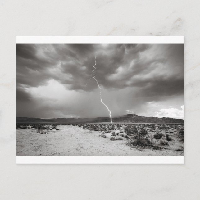 Lightning Joshua Tree B&W Postcard (Front)