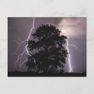 Lightning Strikes In The Sky Behind A Tree Postcard