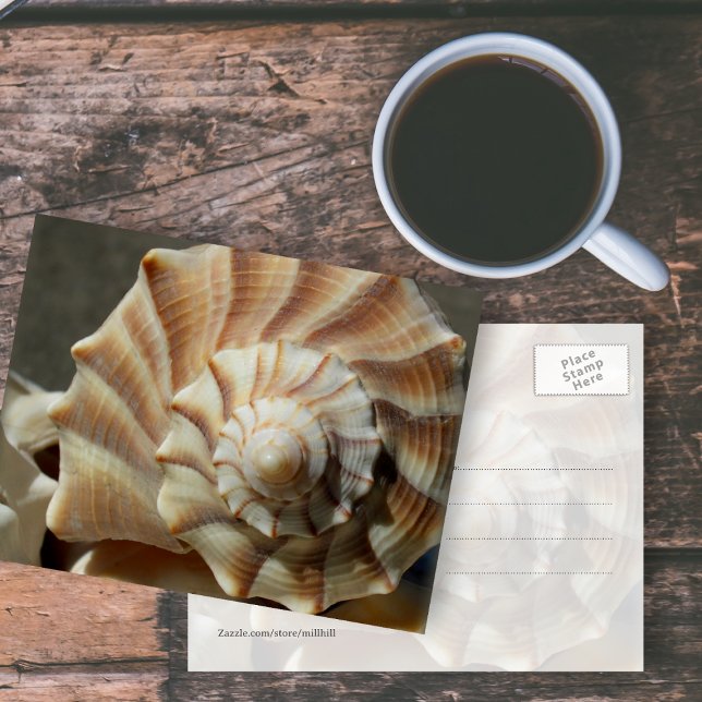 Lightning Whelk Seashell Photography Postcard (Creator Uploaded)
